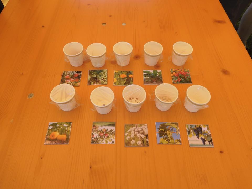 Abenteuerland Wachsen