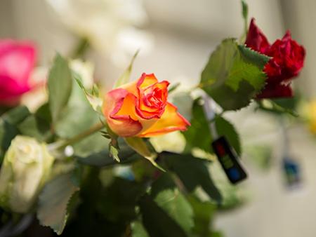 Eine Rose zum Muttertag!