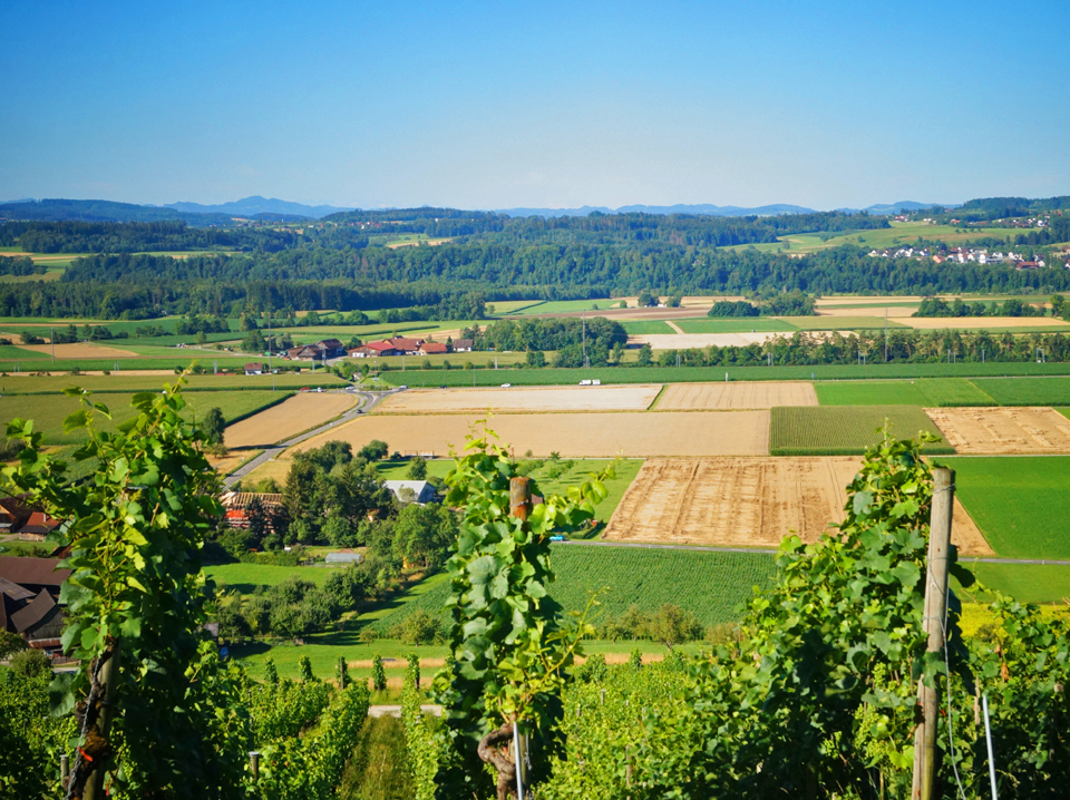 Bei Ottoberg mit Blick ins Thurtal