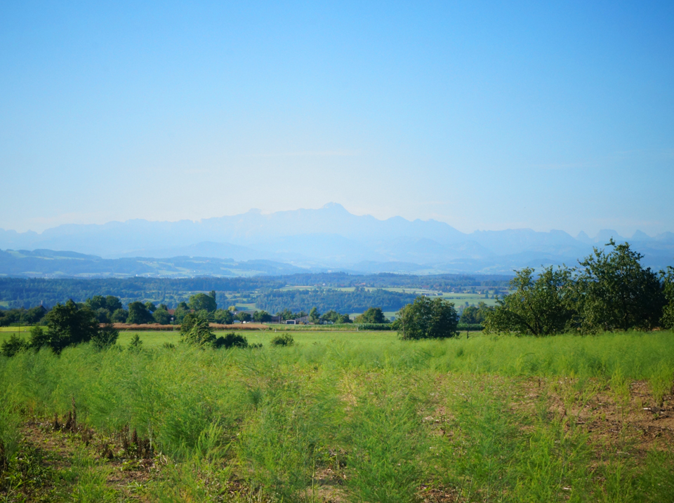 Bei Klarsreuti mit Blick auf den Alpstein