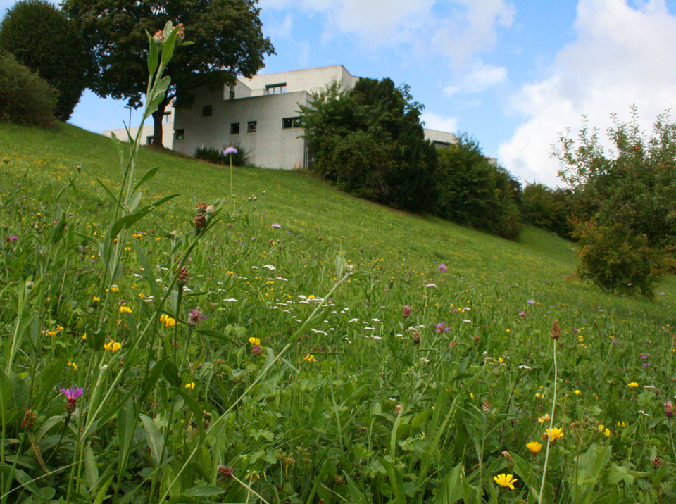 Die artenreiche Koni-Wiese und die einheimischen Hecken am Hang von St. Konrad in Schaffhausen